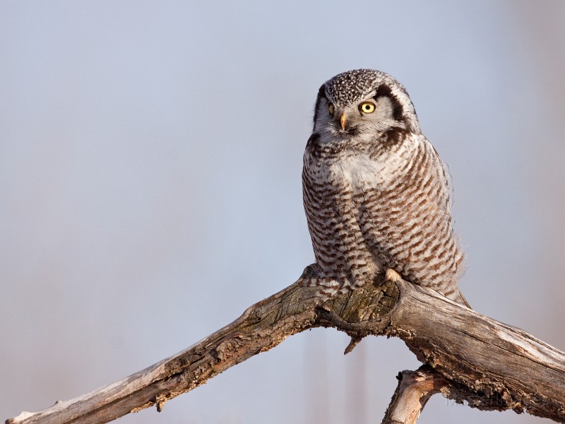IMG_0299c.jpg - Northern Hawk-Owl (Surnia ulula)